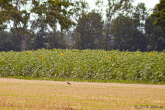 IMG_0384